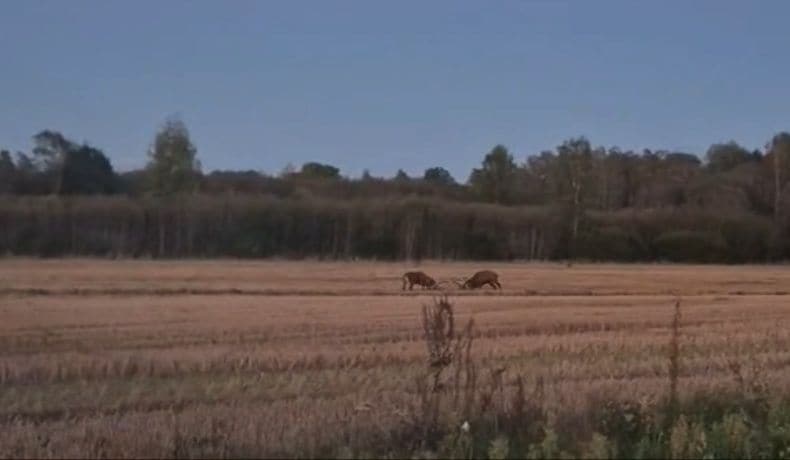 Lēdmanes iedzīvotāju pārsteidz divi sprauni brieži, kas nespēj "sadalīt mantu"