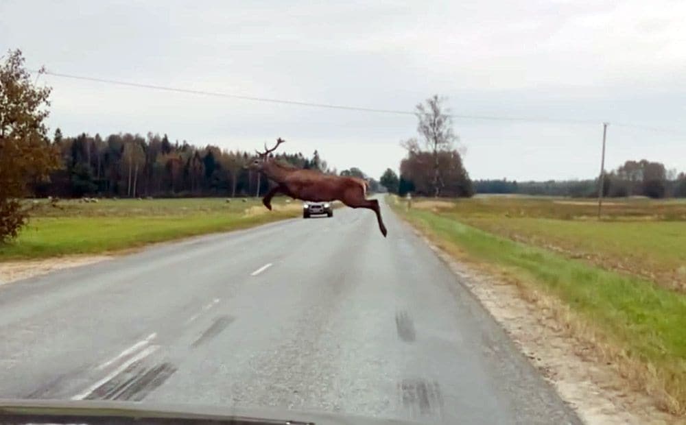 Alūksnes pusē briedis pārlec autoceļam