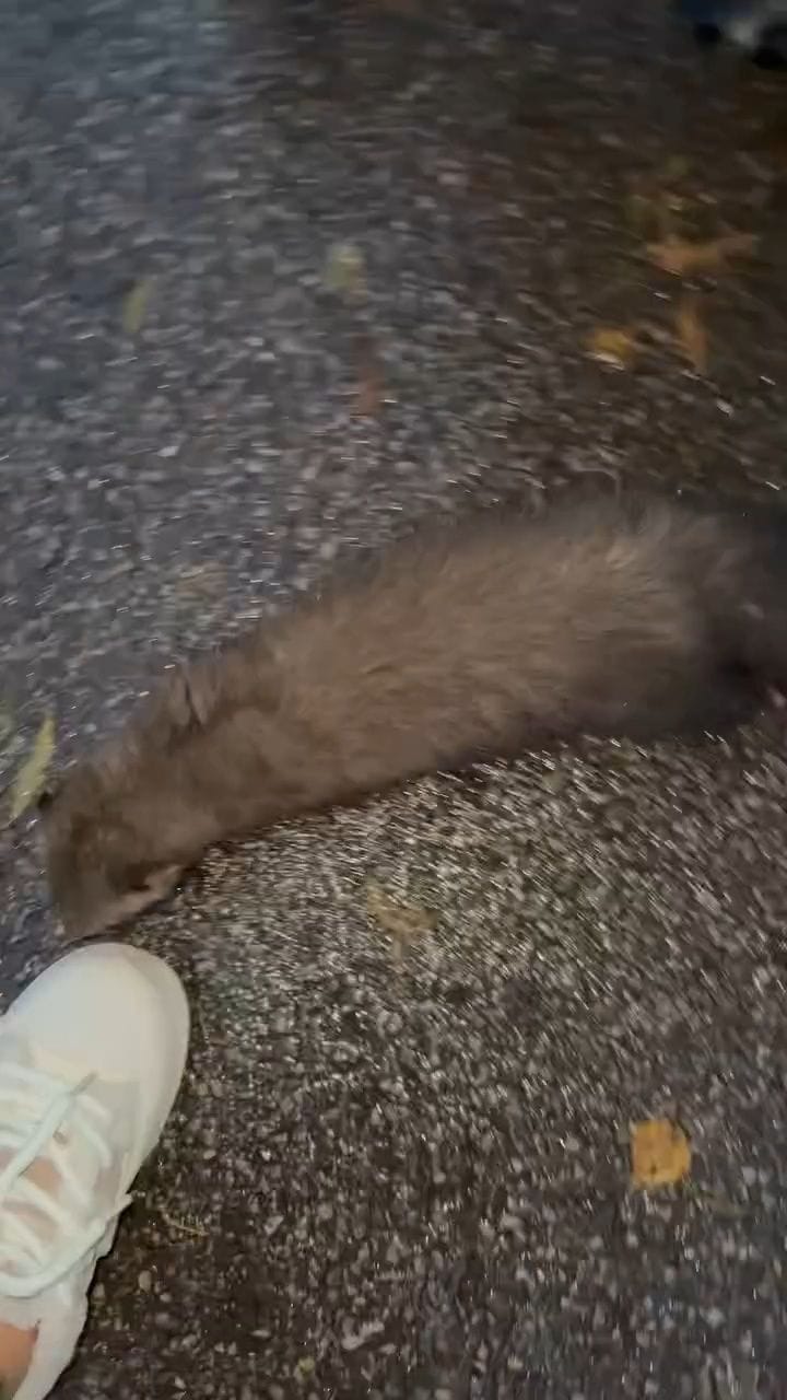 Ķengaragā manīts bezbailīgs caunēns