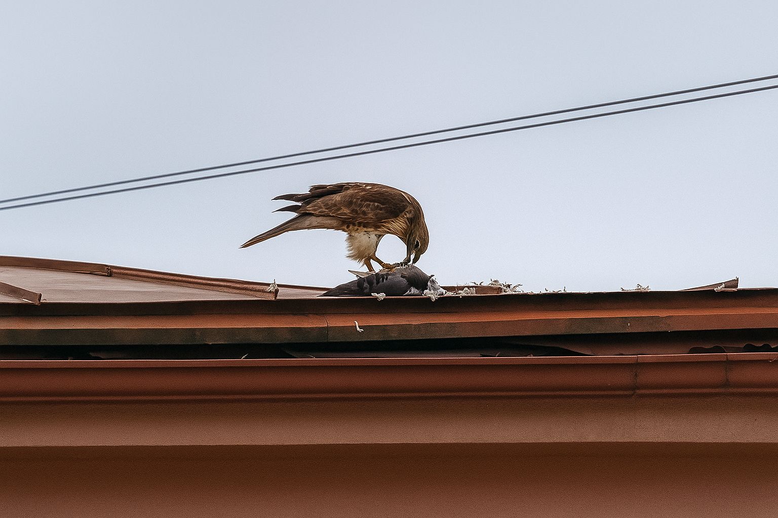 Vanags plosa medījumu uz Vecrīgas jumta