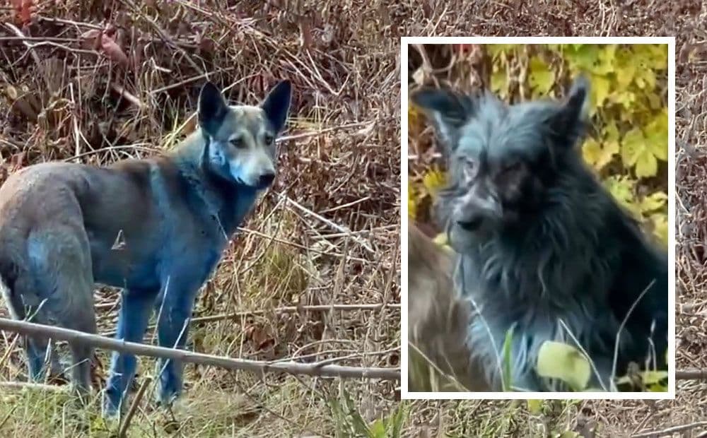 Čornobiļā pamanīti suņi ar zilu kažoku un imunitāti pret radiāciju