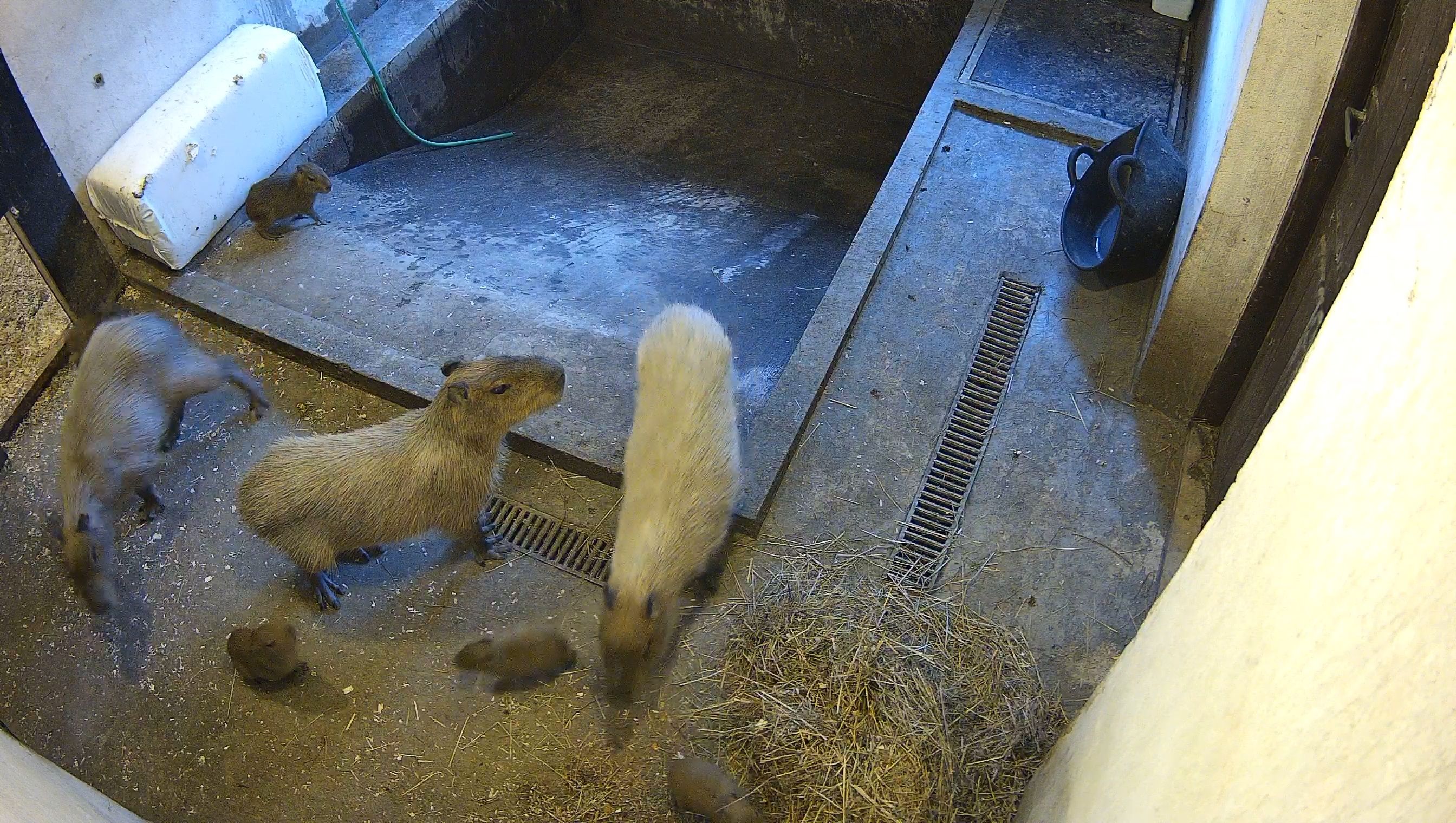 Rīgas Zoo pasaulē nākuši vēl četri kapibaru mazuļi