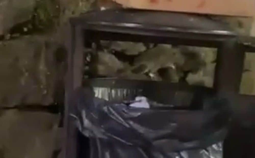 Pie rīdzinieku iecienītas kafejnīcas manīta prāva žurka