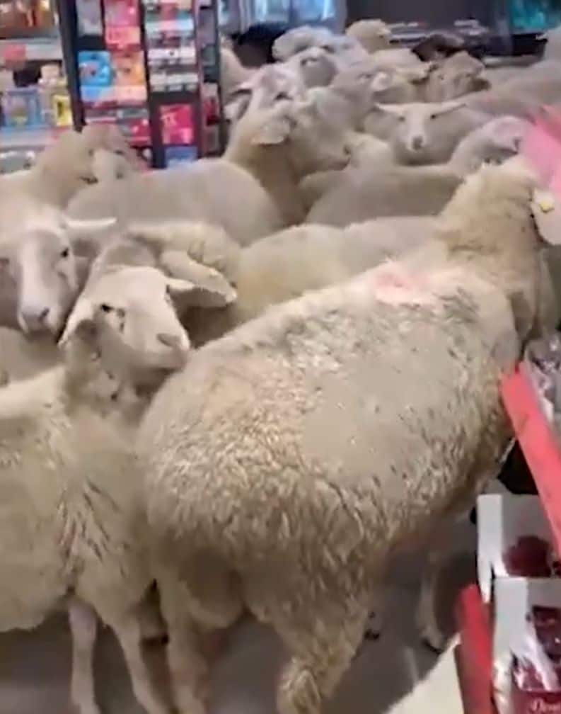 Aitu bars sarīko ekskursiju Vācijas lielveikalā