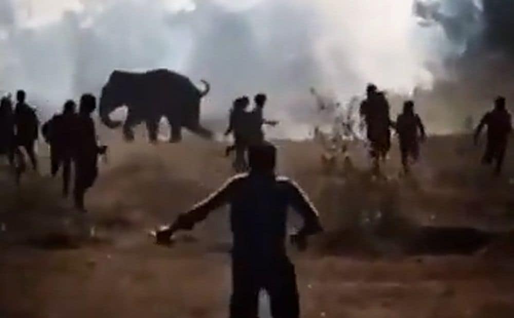 Indijā siro satrakojies zilonis, kurš nogalinājis vairāk nekā 20 cilvēkus