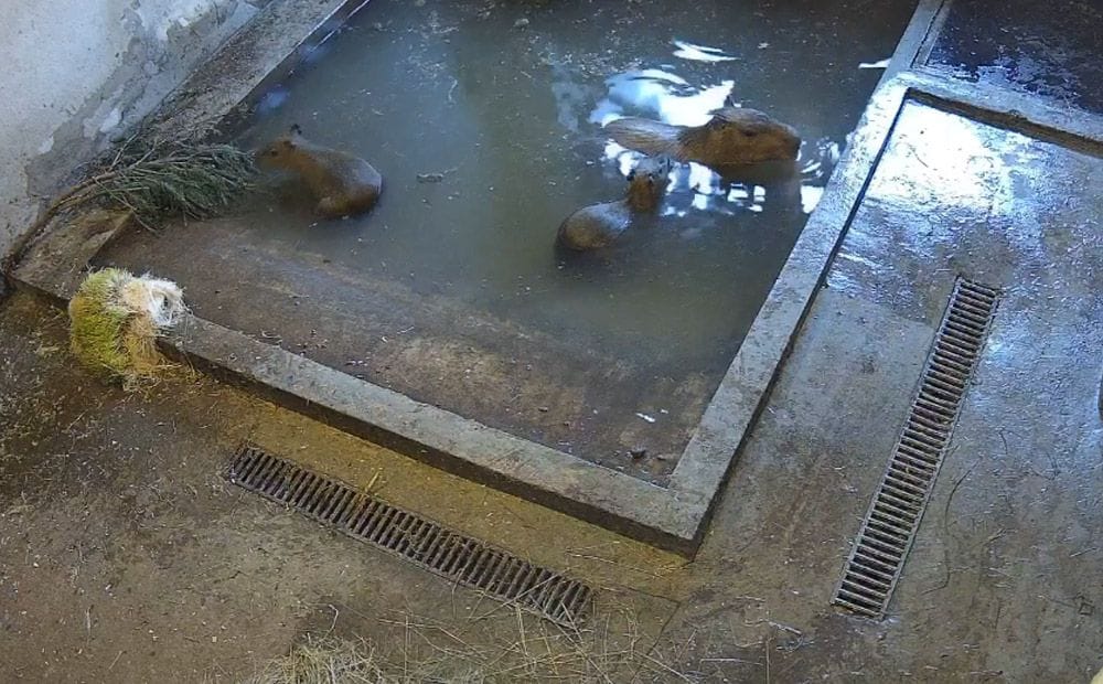 Rīga ZOO aicina dot vārdus kapibaru mazuļiem