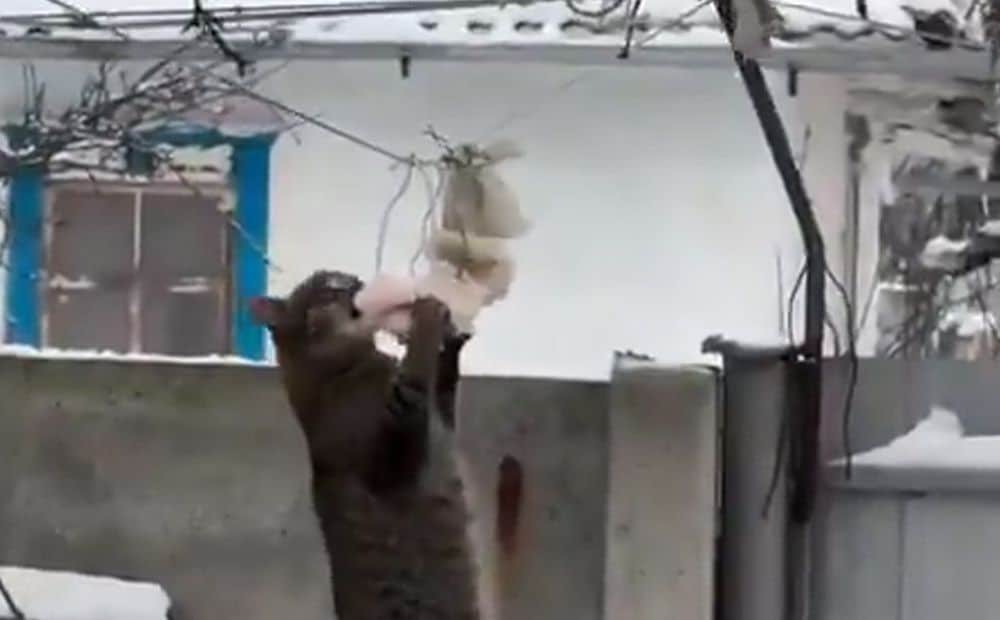 Kaķis kara plosītajā Ukrainā mielojas ar speķi, kas iekārts kokā zīlītēm