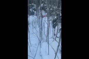 Vilku uzbrukumā Mazsalacas pusē dzinējmedībās iet bojā medību suns