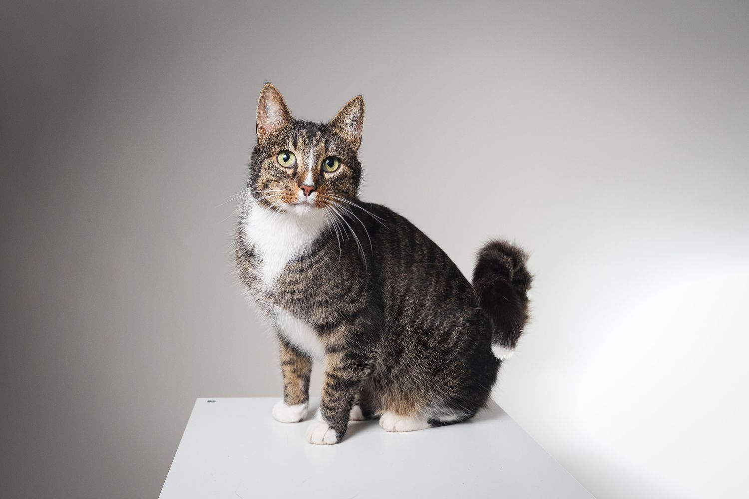 “Ir vietas, kur mūs jau atpazīst!” Kā latvietes Esteres kaķis Moho kļuva par aktieri