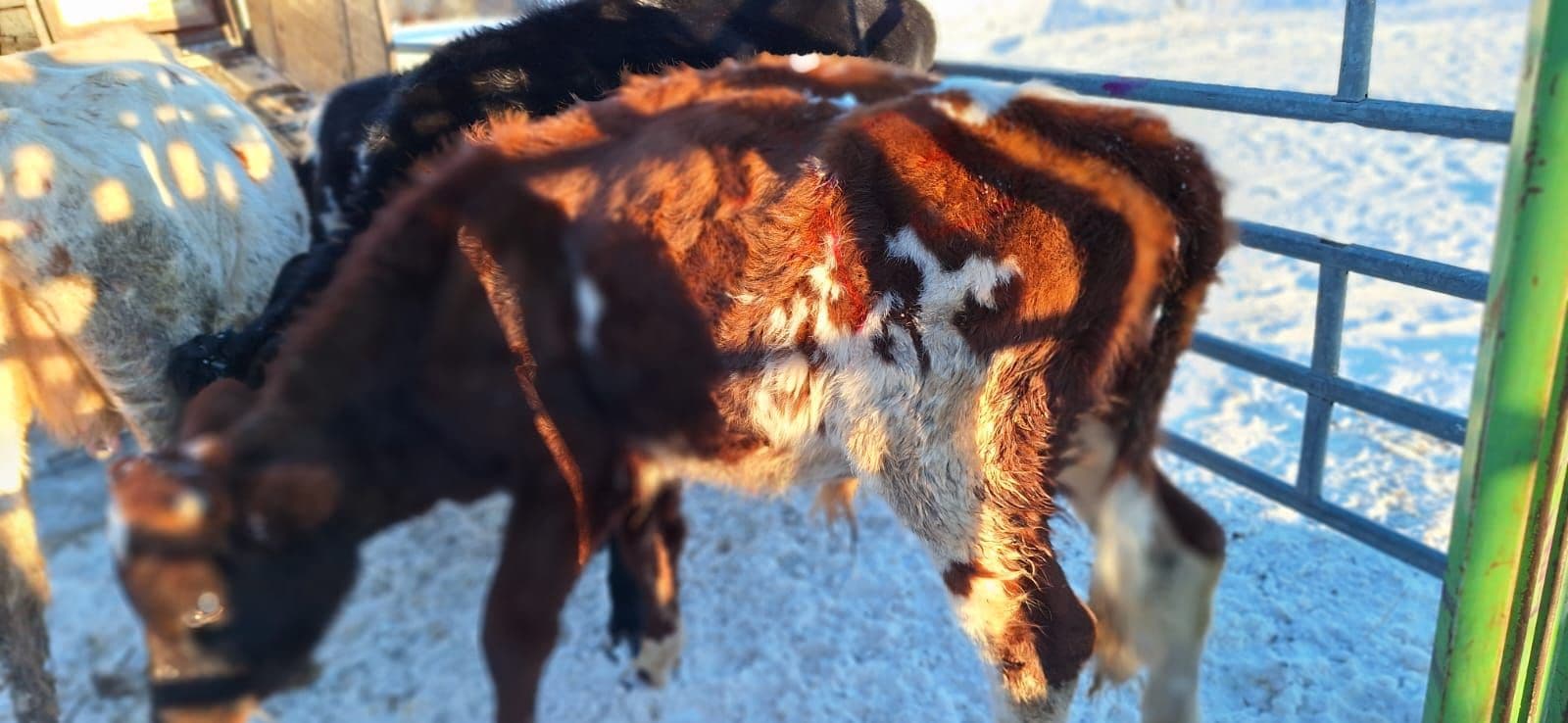 PVD Tabores pagastā izņem 95 liellopus