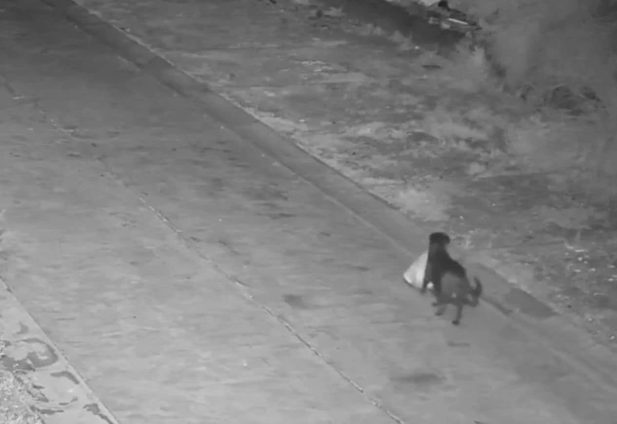 Itālijā saimnieks iemācījis sunim ceļmalā izmest atkritumu maisus, par ko draud bargs sods