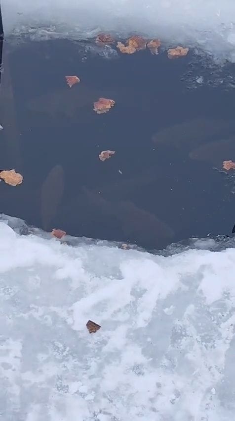 Zivis āliņģī ziemas laikā