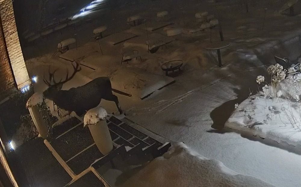 Līgatnes restorāns "Pavāru māja" pubicē video un atklāj, kurš teritorijā radījis nekārtību