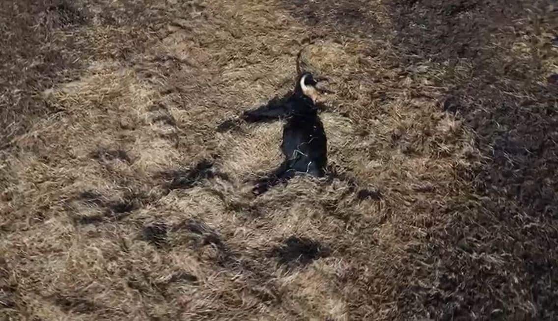 Ķemeru pļavās paveras desmitiem dzīvnieku līķu