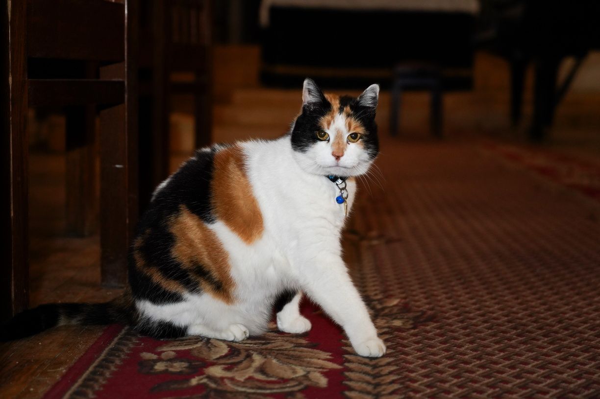 Iepazīsties ar Anglikāņu dievnama kaķeni Grāciju, kurai visdrīzāk ir vairāk draugu nekā tev