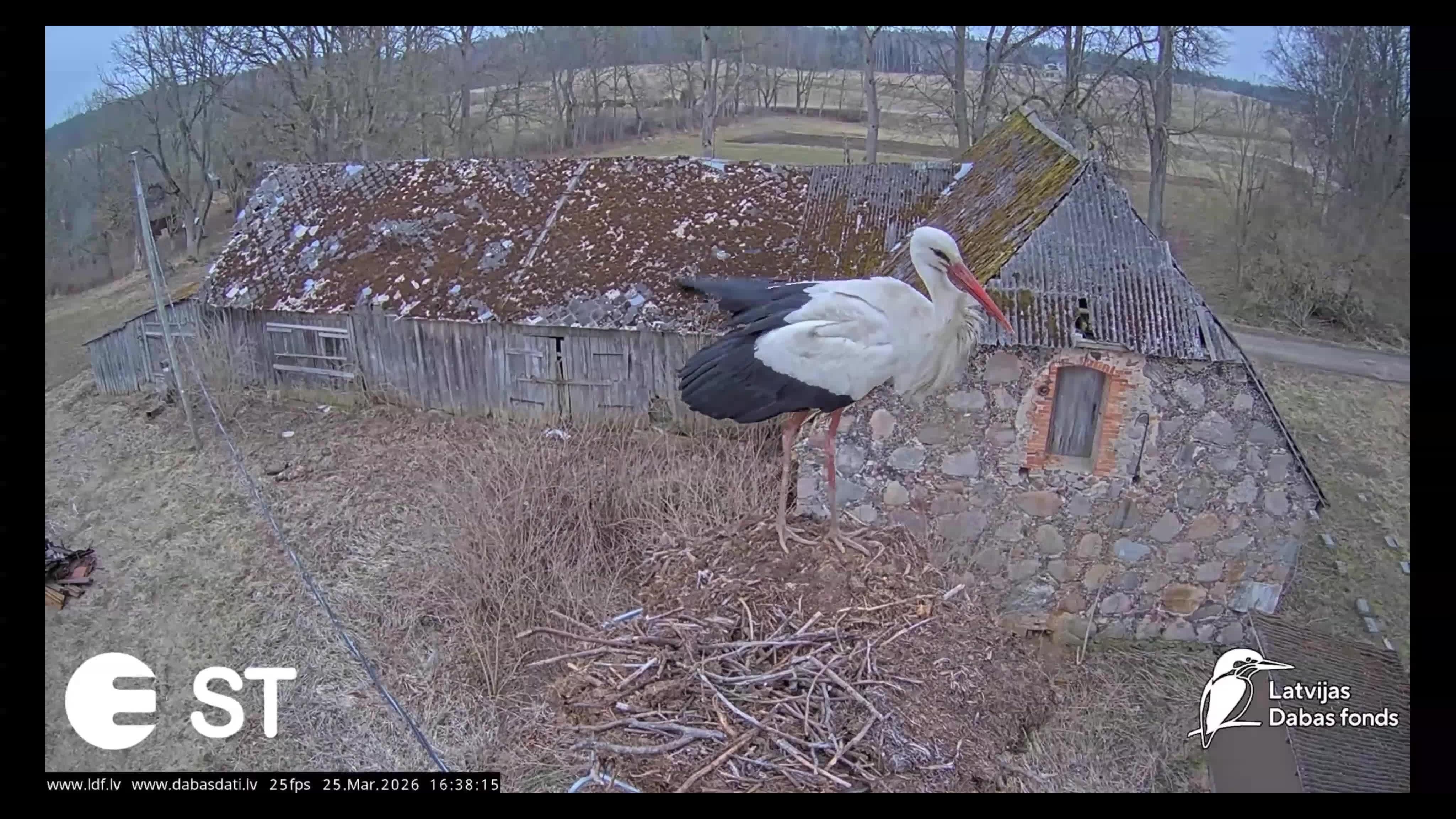 Sākusies aktīvā balto stārķu ligzdošanas sezona