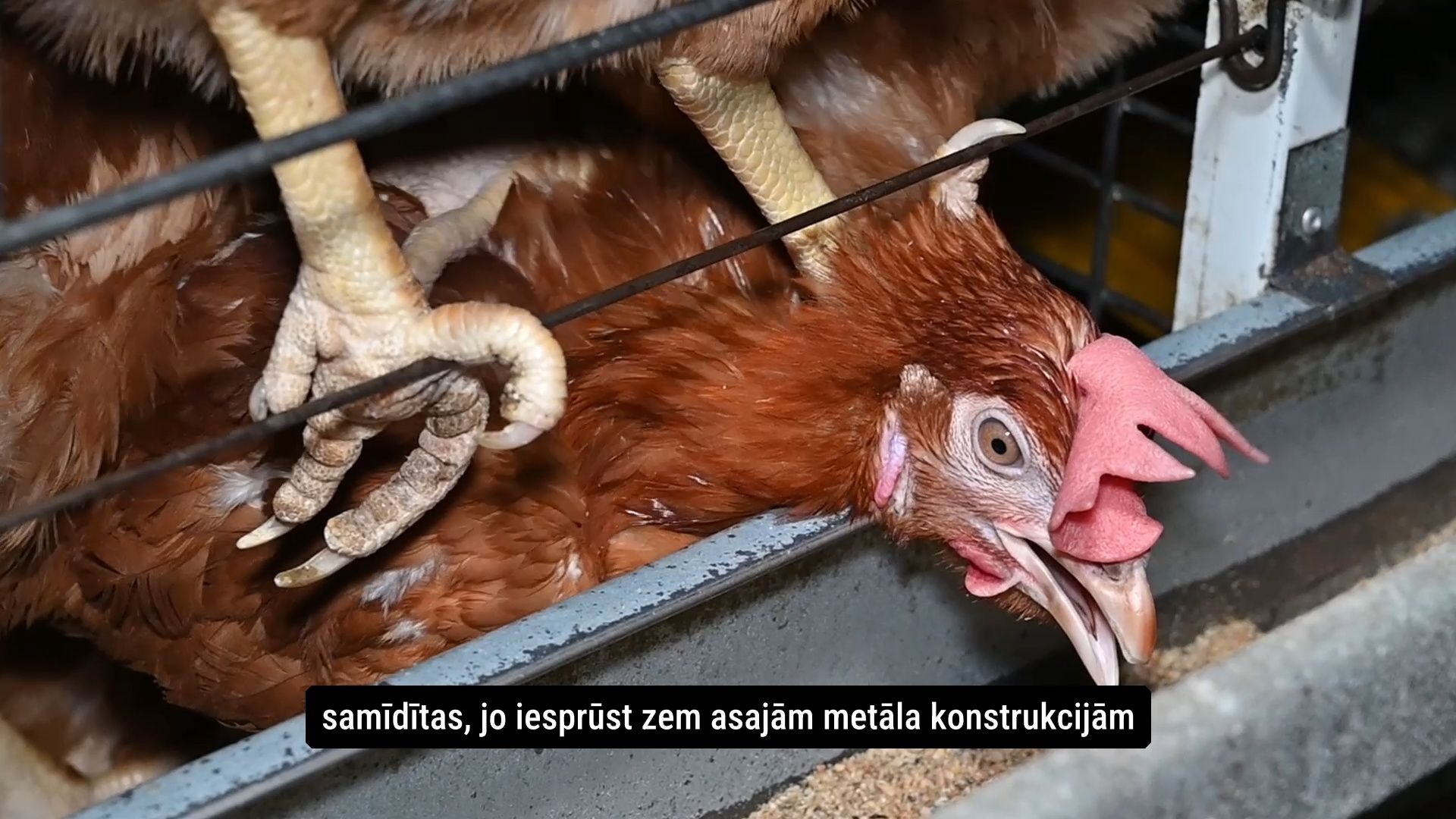 Šokējoši novērojumi Alūksnes vistu fermā