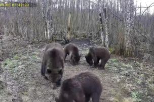 Igaunijā fiksēta paprāva lāču ģimenīte