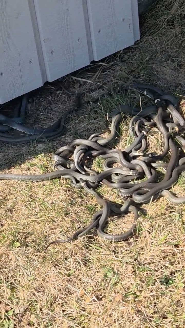 Lietuvā iemūžināts video ar čūsku baru