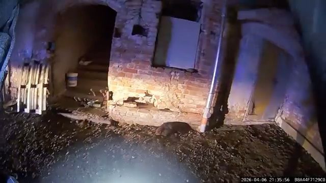 Neparasts izsaukums Rīgā: policisti steidz glābt ievainotu bebru pilsētas centrā