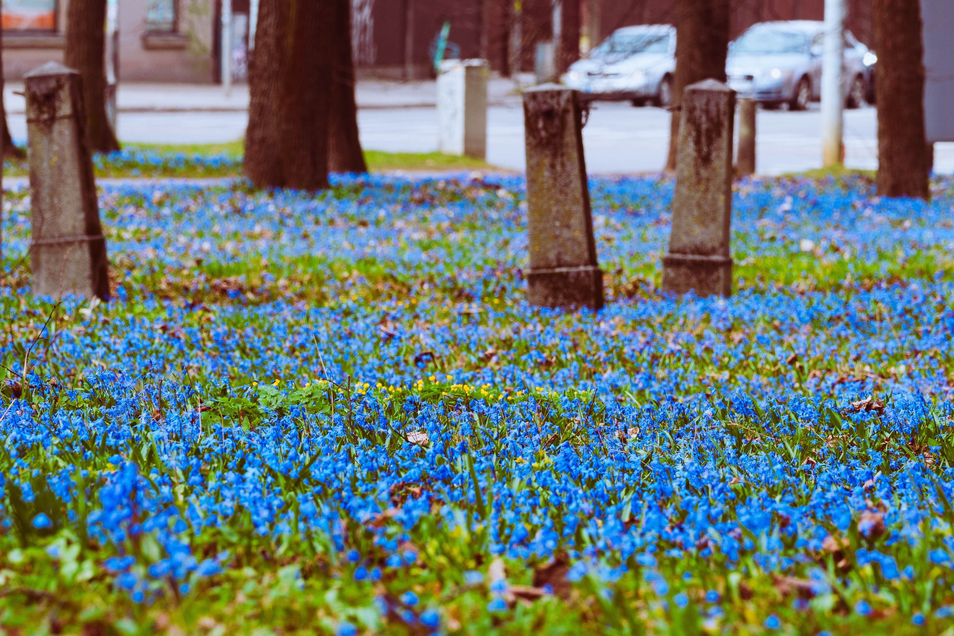 Zilsniedzīšu jūra "applūdinājusi" Lielos kapus