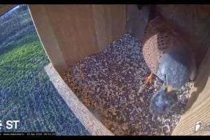 Sākas pirmā sezona tiešraidei no lauku piekūnu būra elektrības stabā