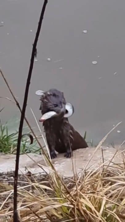 Ūdele pie Gaujas tiesā nēģi