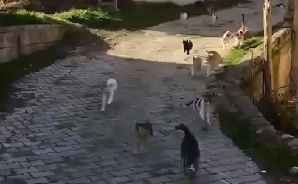 Turku vīrietis ar neviltotu mīlestību un rūpēm pret kaķiem