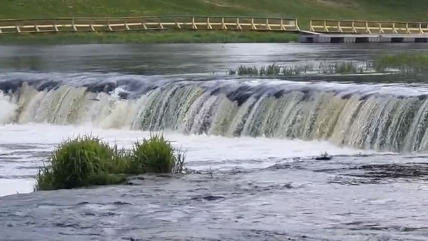 Ventas rumbā lido vimbas