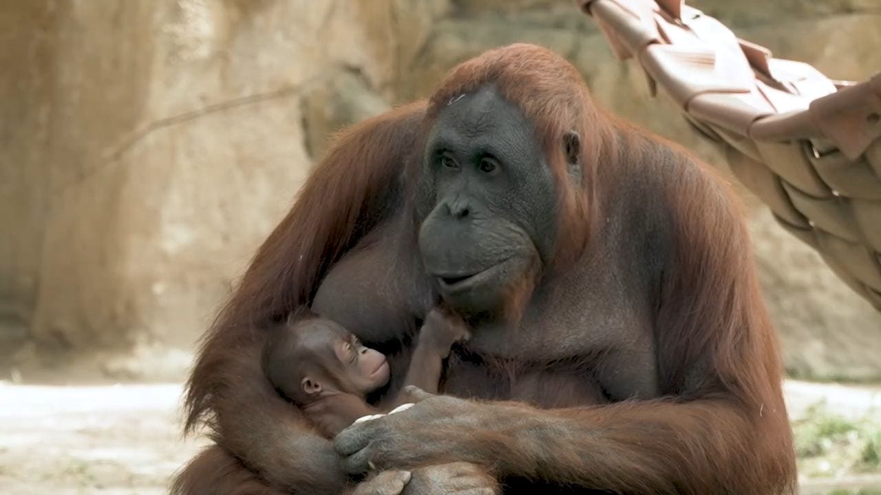Madrides zoodārzā piedzimis kritiski apdraudētas orangutana sugas mazulis