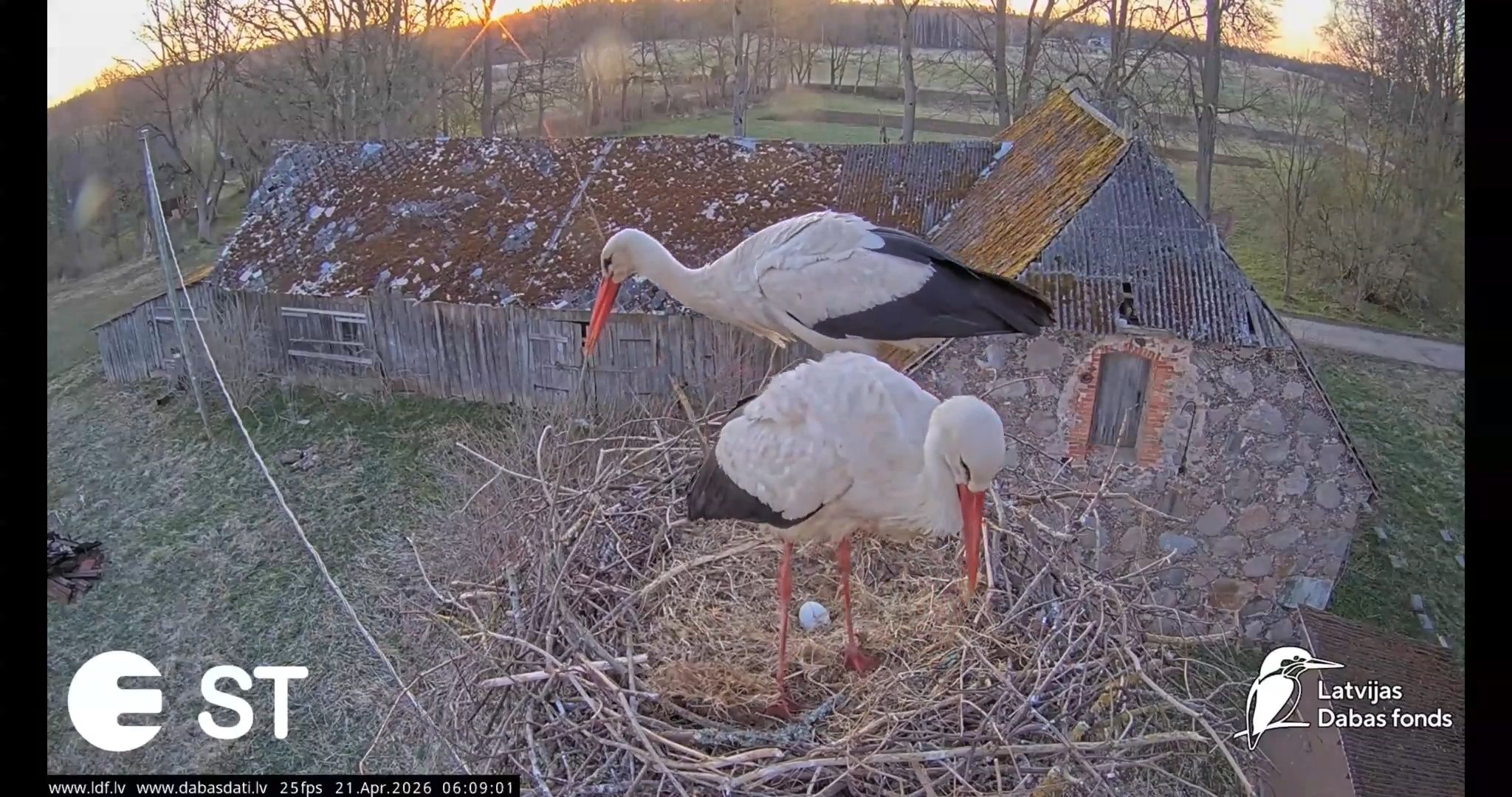 Balto stārķu ligzdā izdēta pirmā ola