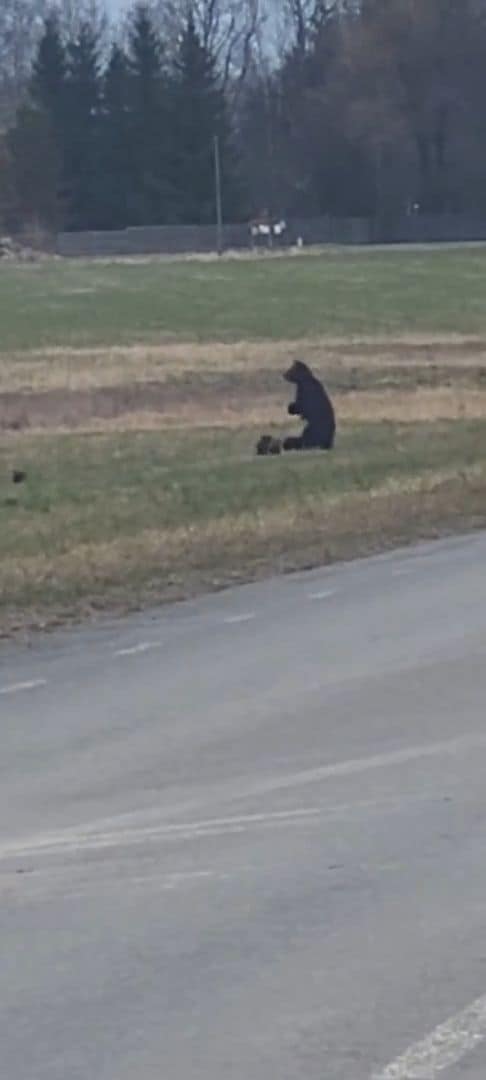 Igaunijā pamanīta lāču mamma ar četriem mazuļiem