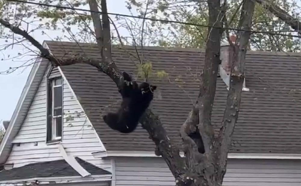 Saspringta situācija Olbani: glābēji iemidzina un notver lāci, kurš uzrāpies augstu kokā