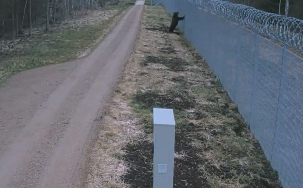 Kaplavas pusē lācis mēģina izrakt tuneli uz Baltkrieviju