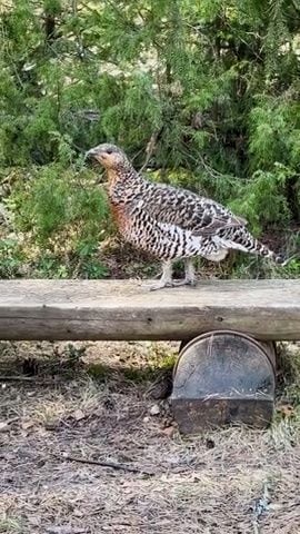 Ivars piedzīvojis īpašu tikšanos mežā ar kādu medņu vistu