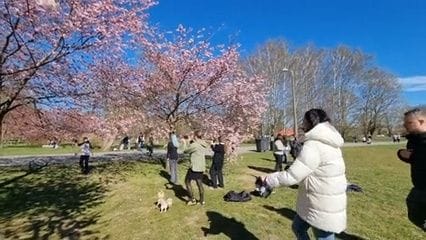 Rīgā sācies sakuru ziedēšanas laiks