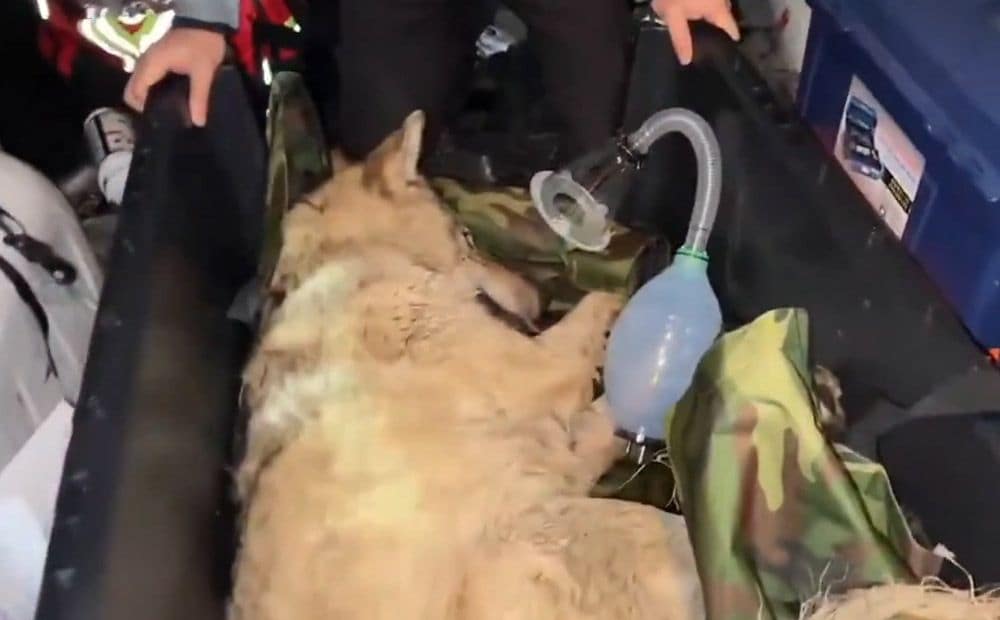 Dienvidkorejā notverts no zoodārza izbēgušais vilks Neukgu