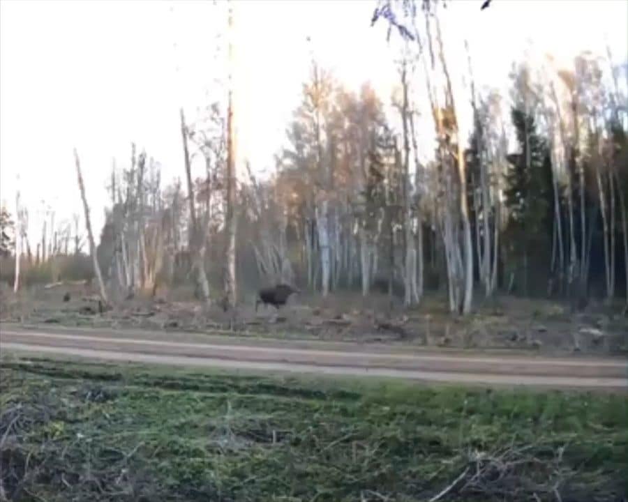 Igaunijā lācis dzenas pakaļ alnim