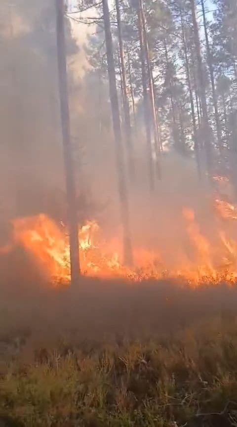 Ugunsgrēks Ances purvos un mežos