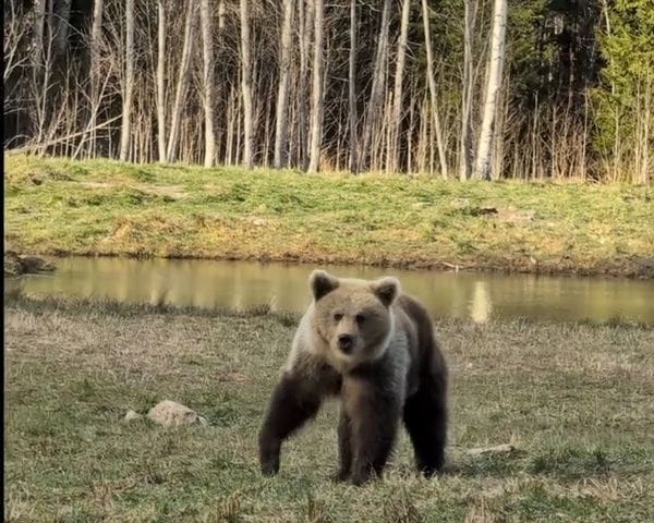 Lāču vērošana Igaunijas mežos