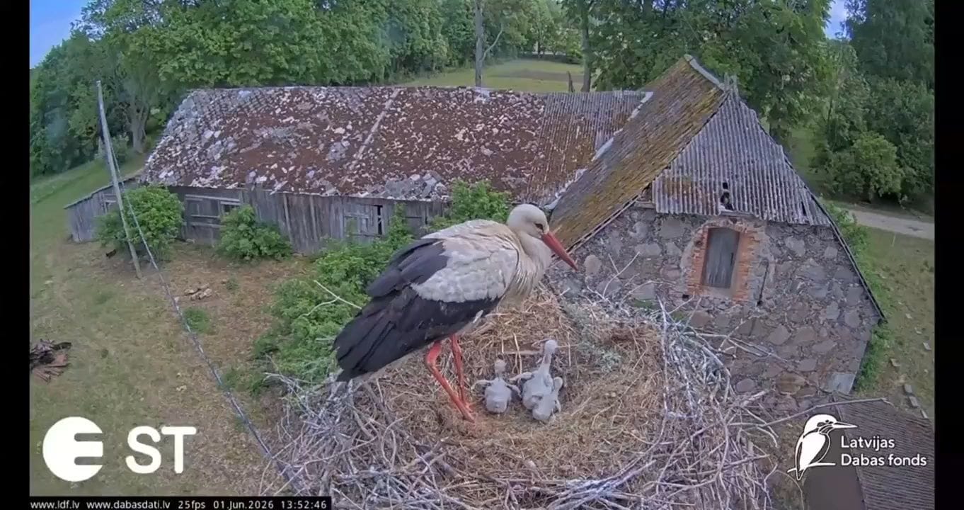 Stārķu mamma Uma tiešraides kamerā notiesājusi vienu no saviem mazuļiem
