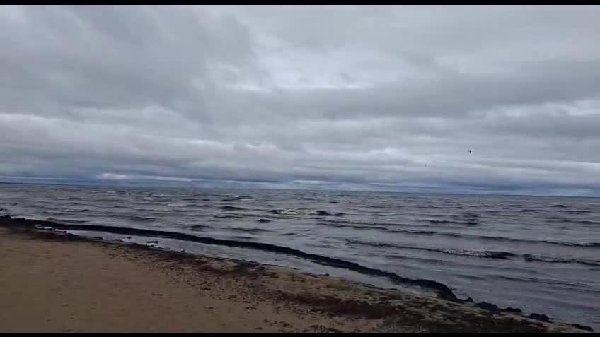 Водоросли в Болдерае