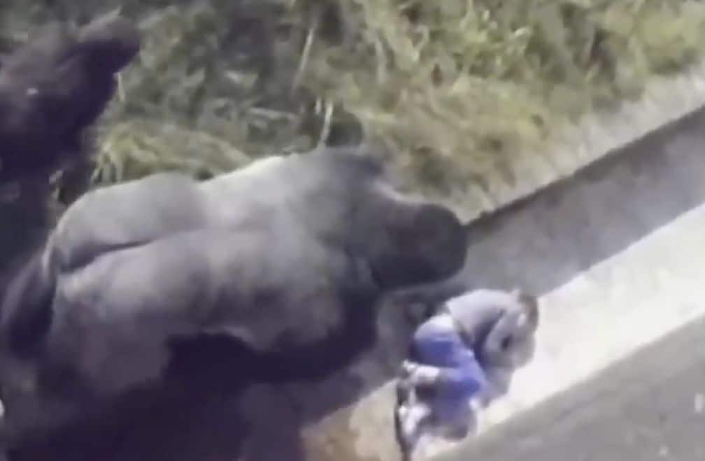 Mazs zēns iekrīt aplokā pie gorillām