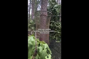 Negaisā iznīcināts Lūznavas tīklu parks