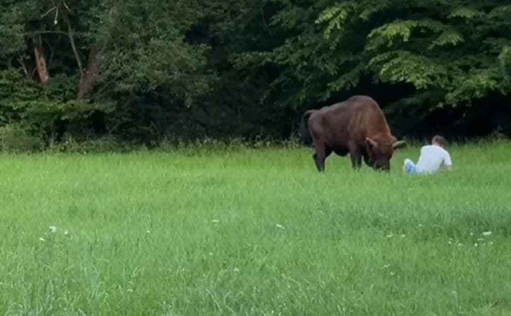 Polijas mežos sumbrs uzbrūk pārgalvīgam tūristam