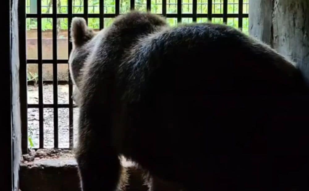 Veterinārā klīnika nofilmē amizantas ainas - lāču potēšanu