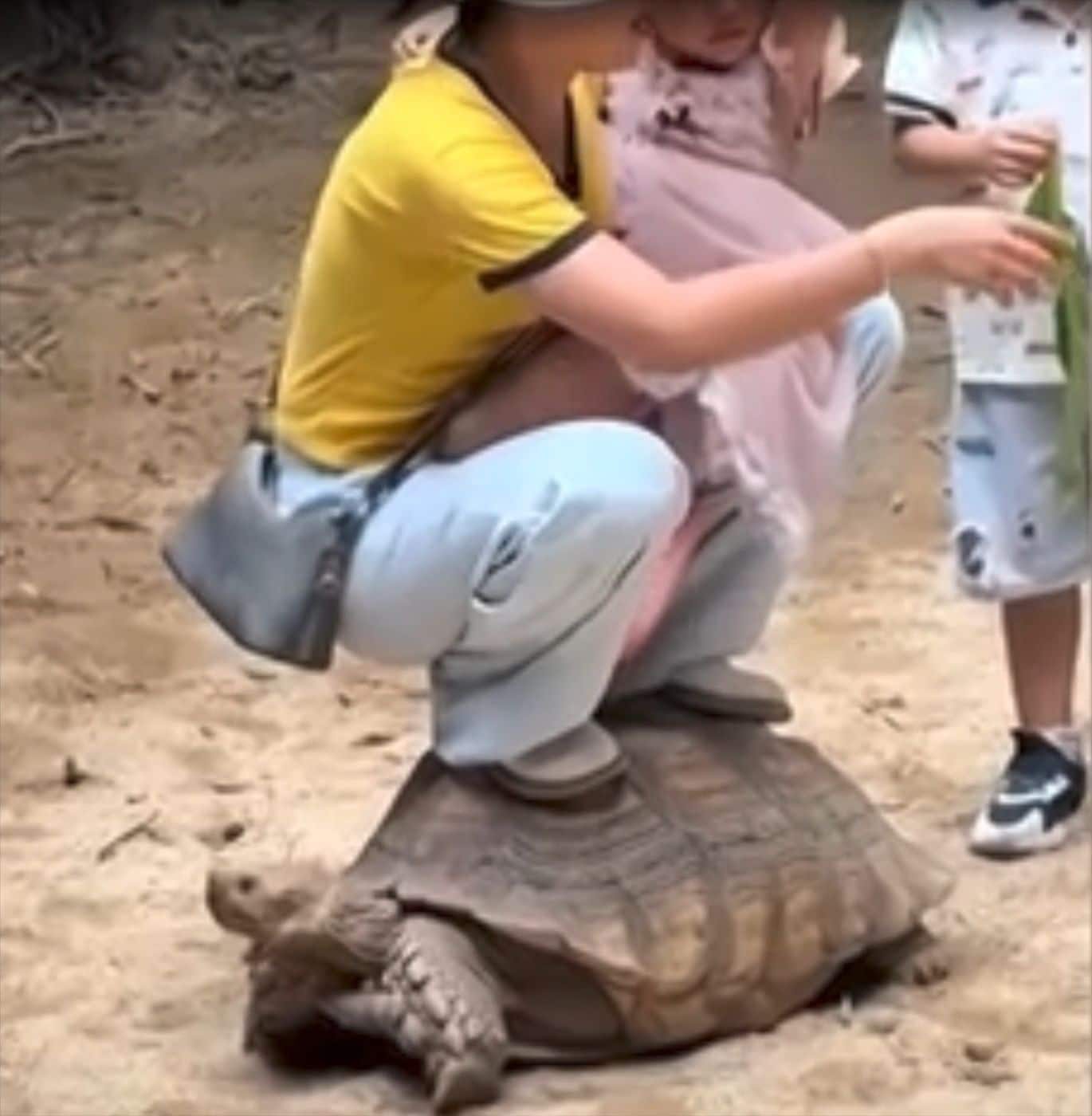 Sieviete Ķīnas Zoo uzkāpj uz bruņurupuča muguras