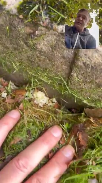 Aicina uz cīņu ar Spānijas kailgliemežiem