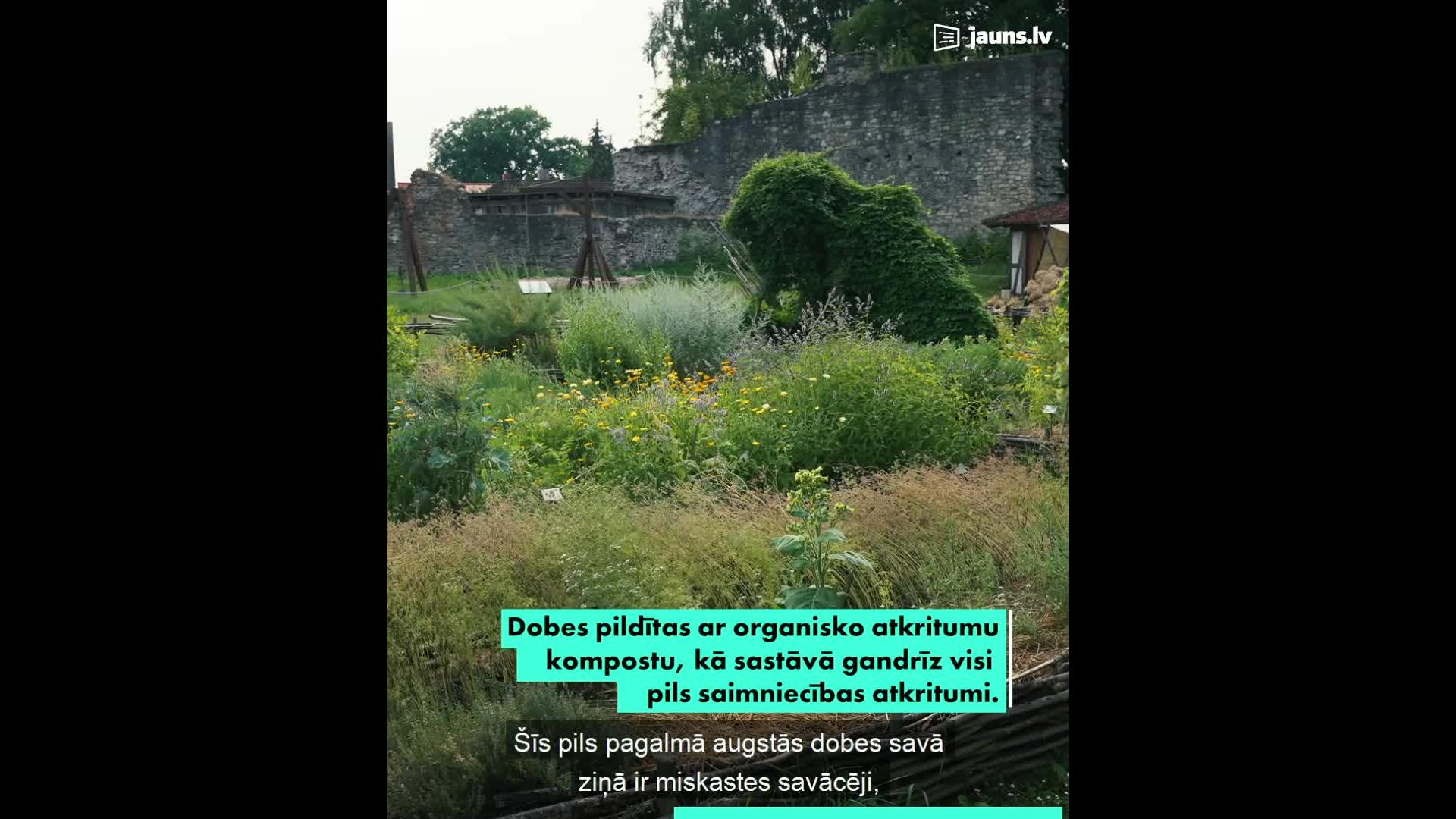 Mazdārziņu modē viduslaiku dārzs pēc Cēsu pils izcilā parauga