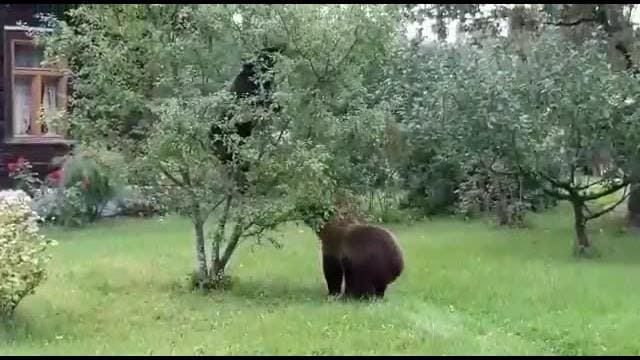 Divi lāči Valkas pagasta piemājas dārzā mielojas ar plūmēm